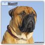 Avonside Publishing Ltd: Bull Mastiff 2024 - 16-Monatskalender, KAL