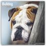 Avonside Publishing Ltd: Bulldog - Bulldoggen 2024 - 16-Monatskalender, KAL