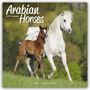 Avonside Publishing Ltd: Arabians - Araber - Araber Pferde 2024 - 16-Monatskalender, KAL