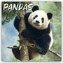 Avonside Publishing Ltd: Pandas - Pandabären 2024 - 16-Monatskalender, KAL