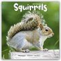 Avonside Publishing Ltd: Squirrels - Eichhörnchen - Grauhörnchen 2024 - 16-Monatskalender, KAL