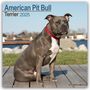 Avonside Publishing Ltd: American Pit Bull Terrier 2025 - 16-Monatskalender, KAL