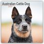 Avonside Publishing Ltd: Australian Cattle Dog - Australische Cattle Dogs 2025 - 16-Monatskalender, KAL