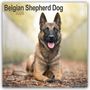 Avonside Publishing: Belgian Shepherd Dog - Belgischer Schäferhund 2025 - 16-Monatskalender, KAL