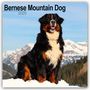 Avonside Publishing Ltd.: Bernese Mountain Dog - Berner Sennenhund 2025 - 16-Monatskalender, KAL