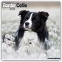 Avonside Publishing Ltd: Border Collie 2025 - 16-Monatskalender, KAL