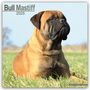 Avonside Publishing Ltd: Bull Mastiff 2025 - 16-Monatskalender, KAL