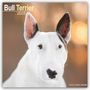 Avonside Publishing Ltd: Bull Terrier - Bull Terrier 2025 - 16-Monatskalender, KAL