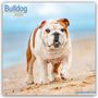 Avonside Publishing Ltd: Bulldog - Bulldoggen 2025 - 16-Monatskalender, KAL