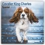 Avonside Publishing Ltd: Cavalier King Charles Spaniel 2025 - 16-Monatskalender, KAL
