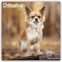Avonside Publishing Ltd: Chihuahua 2025 - 16-Monatskalender, KAL