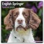Avonside Publishing Ltd: English Springer Spaniels 2025 - 16-Monatskalender, KAL