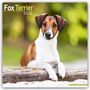 Avonside Publishing Ltd: Fox Terrier - Foxterrier 2025 - 16-Monatskalender, KAL