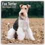 Avonside Publishing Ltd: Fox Terrier Wirehaired - Drahthaar Foxterrier 2025 - 16-Monatskalender, KAL