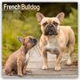 Avonside Publishing Ltd: French Bulldog - Französische Bulldoggen 2025 - 16-Monatskalender, KAL