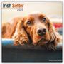 Avonside Publishing Ltd: Irish Setter - Irish Setter 2025 - 16-Monatskalender, KAL