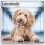 Avonside Publishing Ltd: Labradoodle 2025 - 16-Monatskalender, KAL