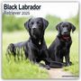 Avonside Publishing Ltd: Black Labrador Retriever - Schwarzer Labrador 2025 - 16-Monatskalender, KAL