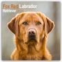 Avonside Publishing Ltd: Fox Red Labrador Retriever - Fuchsroter Labrador 2025 Retriever - 16-Monatskalender, KAL