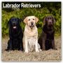 Avonside Publishing Ltd: Labrador Retriever 2025 - 16-Monatskalender, KAL