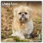 Avonside Publishing Ltd.: Lhasa Apso - Lhasaterrier 2025 - 16-Monatskalender, KAL