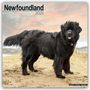 Avonside Publishing Ltd: Newfoundland - Neufundländer 2025 - 16-Monatskalender, KAL