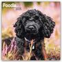 Avonside Publishing Ltd: Poodle - Pudel 2025- 16-Monatskalender, KAL