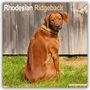 Avonside Publishing Ltd: Rhodesian Ridgeback - Afrikanischer Löwenhund 2025 - 16-Monatskalender, KAL