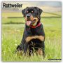 Avonside Publishing Ltd: Rottweiler - Rottweiler 2025 - 16-Monatskalender, KAL