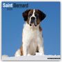 Avonside Publishing Ltd: Saint Bernard - Bernhardiner 2025 - 16-Monatskalender, KAL