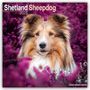 Avonside Publishing Ltd: Shetland Sheepdog - Shelties 2025 - 16-Monatskalender, KAL