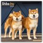 Avonside Publishing Ltd: Shiba Inu 2025 - 16-Monatskalender, KAL