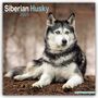 Avonside Publishing Ltd: Siberian Husky - Sibirische Huskys 2025 - 16-Monatskalender, KAL