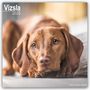 Avonside Publishing Ltd: Vizsla - Ungarische Vorstehhunde 2025 - 16-Monatskalender, KAL