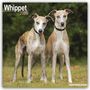Avonside Publishing Ltd.: Whippet - Kleine Englische Windhunde 2025 - 16-Monatskalender, KAL