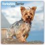 Avonside Publishing Ltd: Yorkshire Terrier - Yorkshire Terrier 2025 16-Monatskalender, KAL