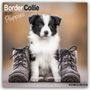 Avonside Publishing Ltd: Border Collie Puppies - Border Collie Welpen 2025 - 16-Monatskalender, KAL