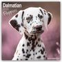 Avonside Publishing Ltd.: Dalmatian Puppies - Dalmatiner Welpen 2025 - 16-Monatskalender, KAL