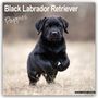 Avonside Publishing Ltd: Black Labrador Retriever Puppies - Schwarze Labradorwelpen 2025 - 16-Monatskalender, KAL