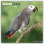 Avonside Publishing Ltd: African Greys - Graupapageien 2025 - 16-Monatskalender, KAL