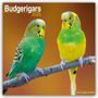Avonside Publishing Ltd: Budgerigars - Wellensittiche 2025 - 16-Monatskalender, KAL