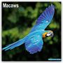 Avonside Publishing Ltd: Macaws - Ara-Papageien - Aras 2025 - 16-Monatskalender, KAL