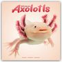 Avonside Publishing Ltd: Axolotls - Mexikanischer Schwanzlurch 2025 - 16-Monatskalender, KAL
