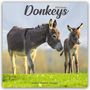 Avonside Publishing Ltd: Donkeys - Esel 2025 - 16-Monatskalender, KAL