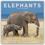 Avonside Publishing Ltd: Elephants - Elefanten 2025 - 16-Monatskalender, KAL