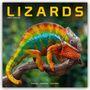 Avonside Publishing Ltd: Lizards - Eidechsen 2025 - 16-Monatskalender, KAL