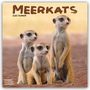 Avonside Publishing Ltd: Meerkats - Erdmännchen 2025 - 16-Monatskalender, KAL
