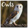 Avonside Publishing Ltd: Owls - Eulen 2025 - 16-Monatskalender - Original Avonside-Kalender [Mehrsprachig] [Kalender], KAL