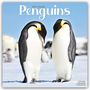 Avonside Publishing Ltd: Penguins - Pinguine 2025 - 16-Monatskalender, KAL