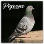 Avonside Publishing Ltd: Pigeons - Tauben 2025 - 16-Monatskalender, KAL